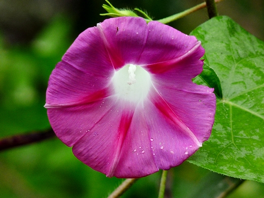 {Ipomoea purpurea}